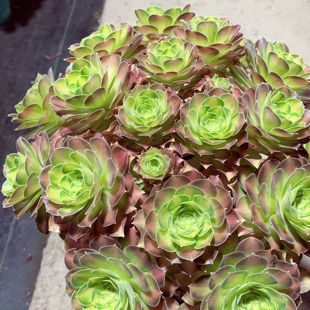 韶华法师多肉植物