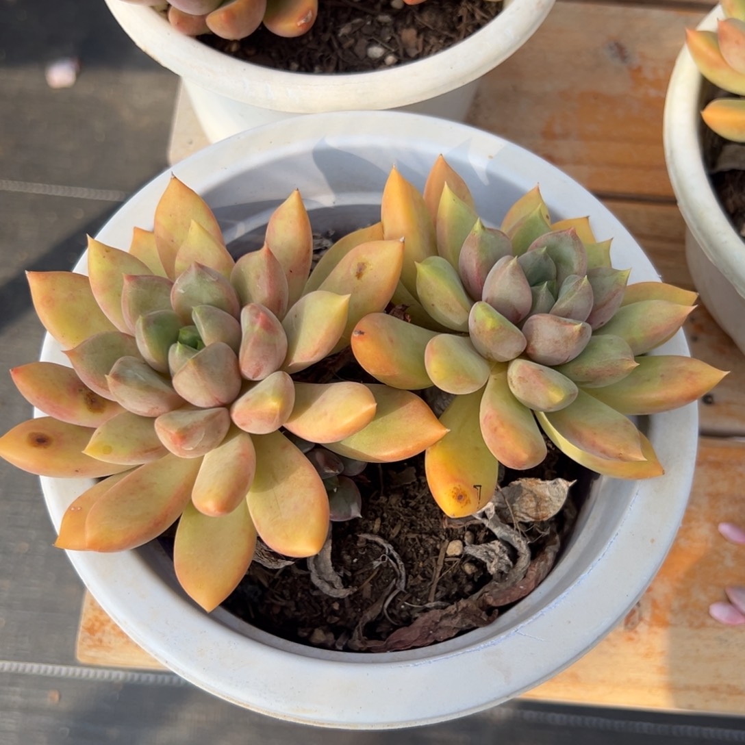 多肉植物双头红象牙