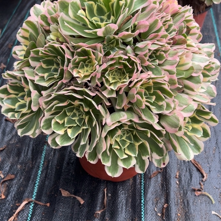 白凤多肉植物花花