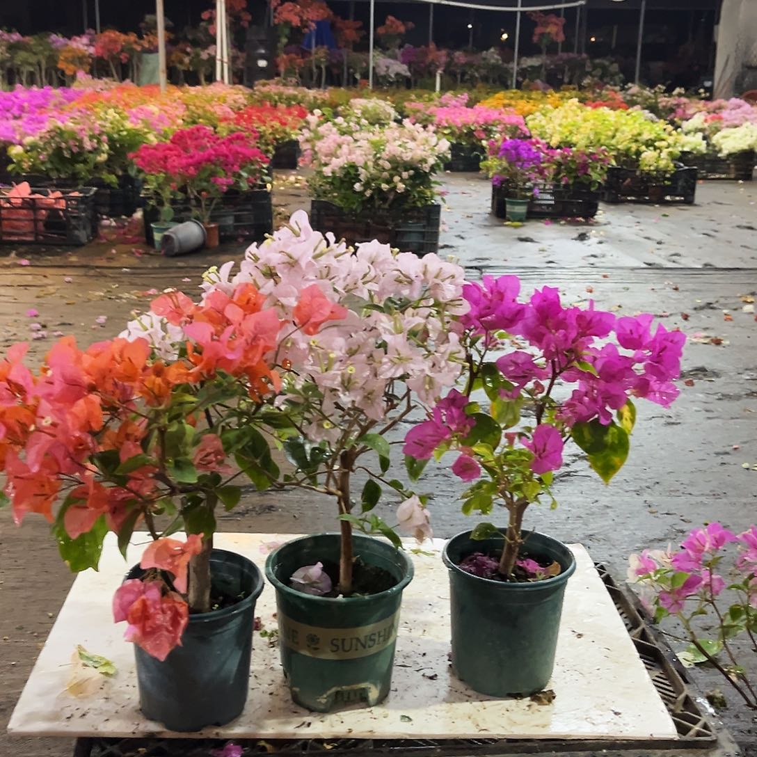 大部分花苞少量开放波妹，苹果花，金心双色