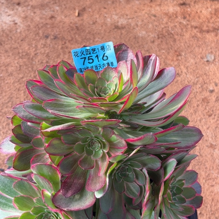 夜宴7516多肉植物