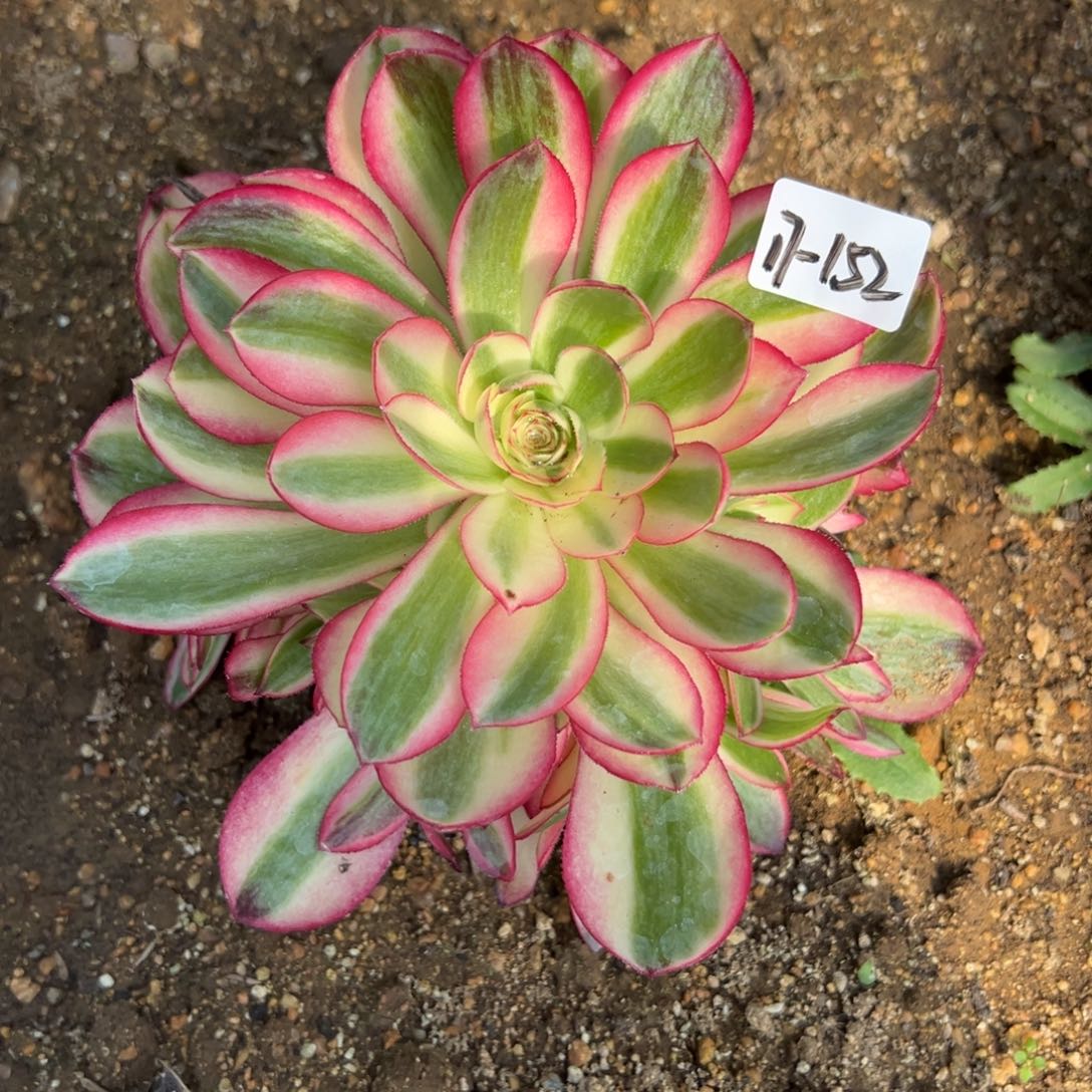 152倾城多肉植物一