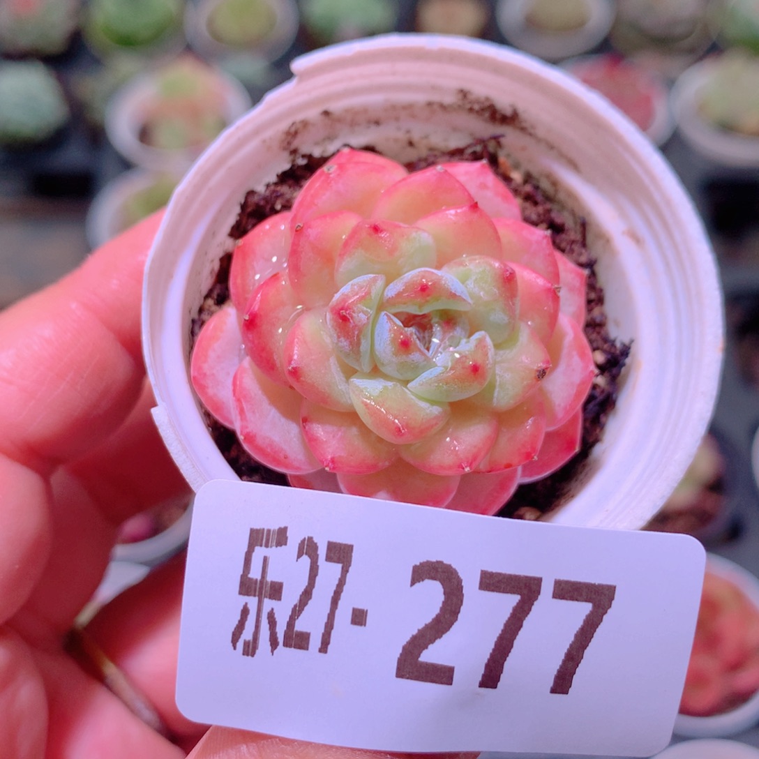 乐然27-277 雪颜玉 
