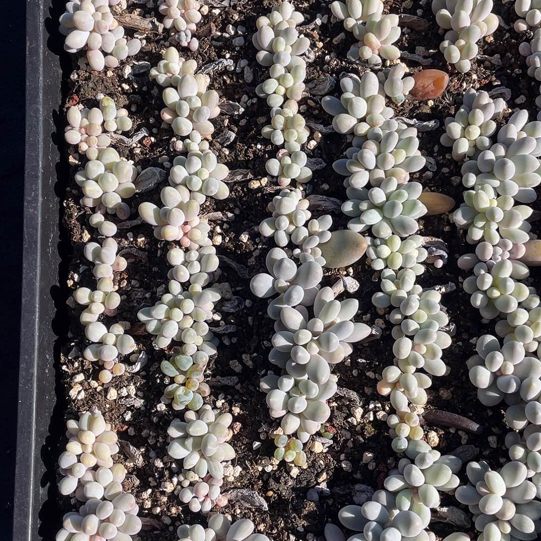 汤圆奶保底50颗脱土发