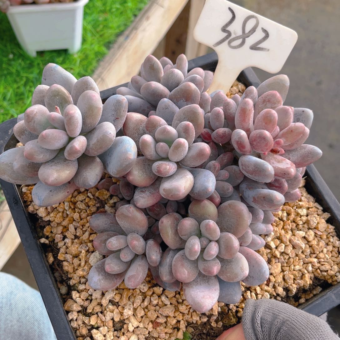 桃美人8888888888888