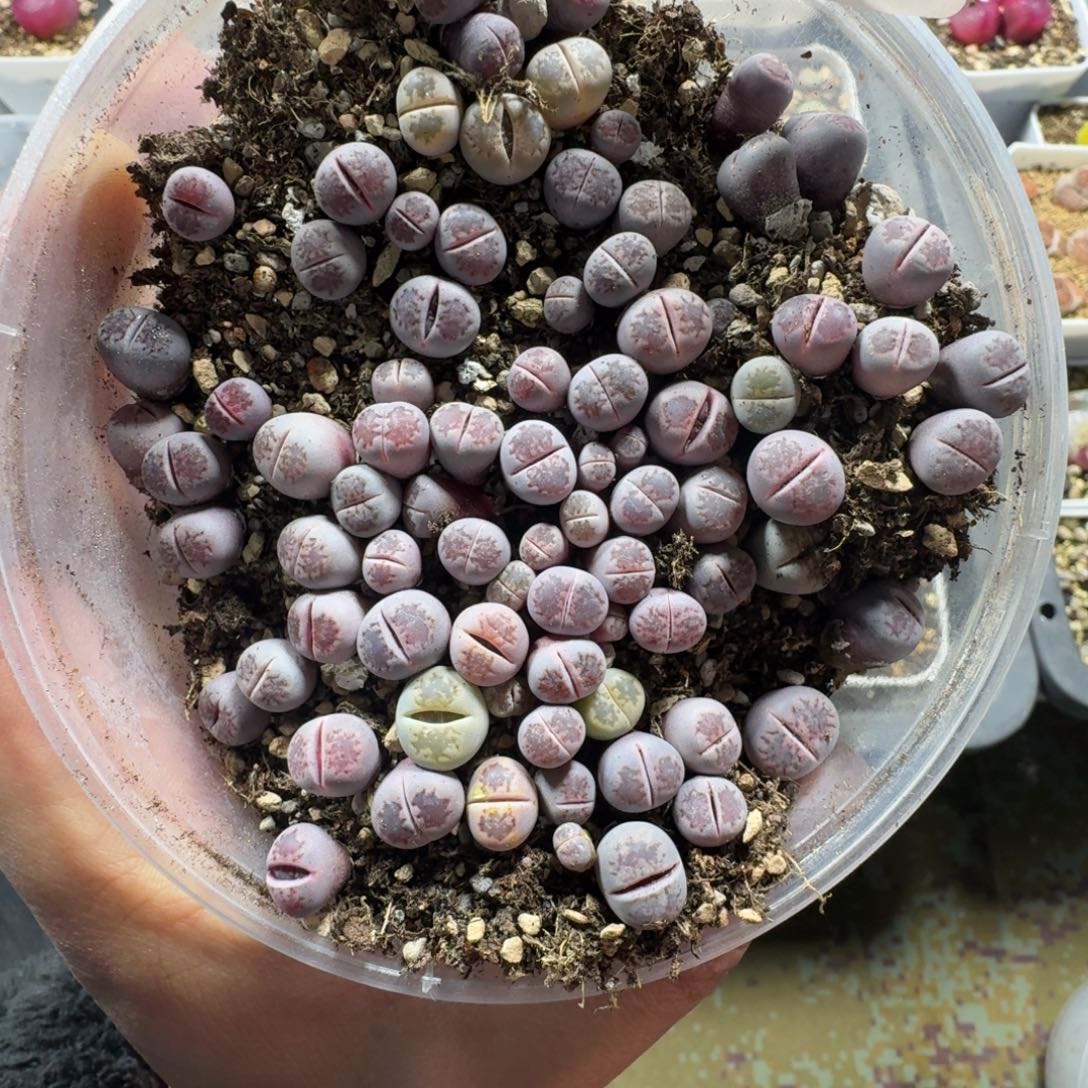 2233。 紫菊混一大盒