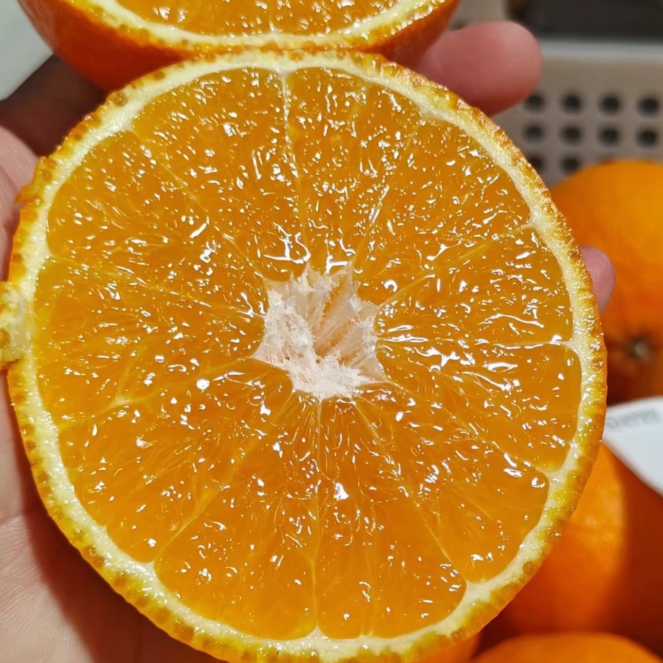 （家庭装）红美人果冻橙28元5斤 中大果