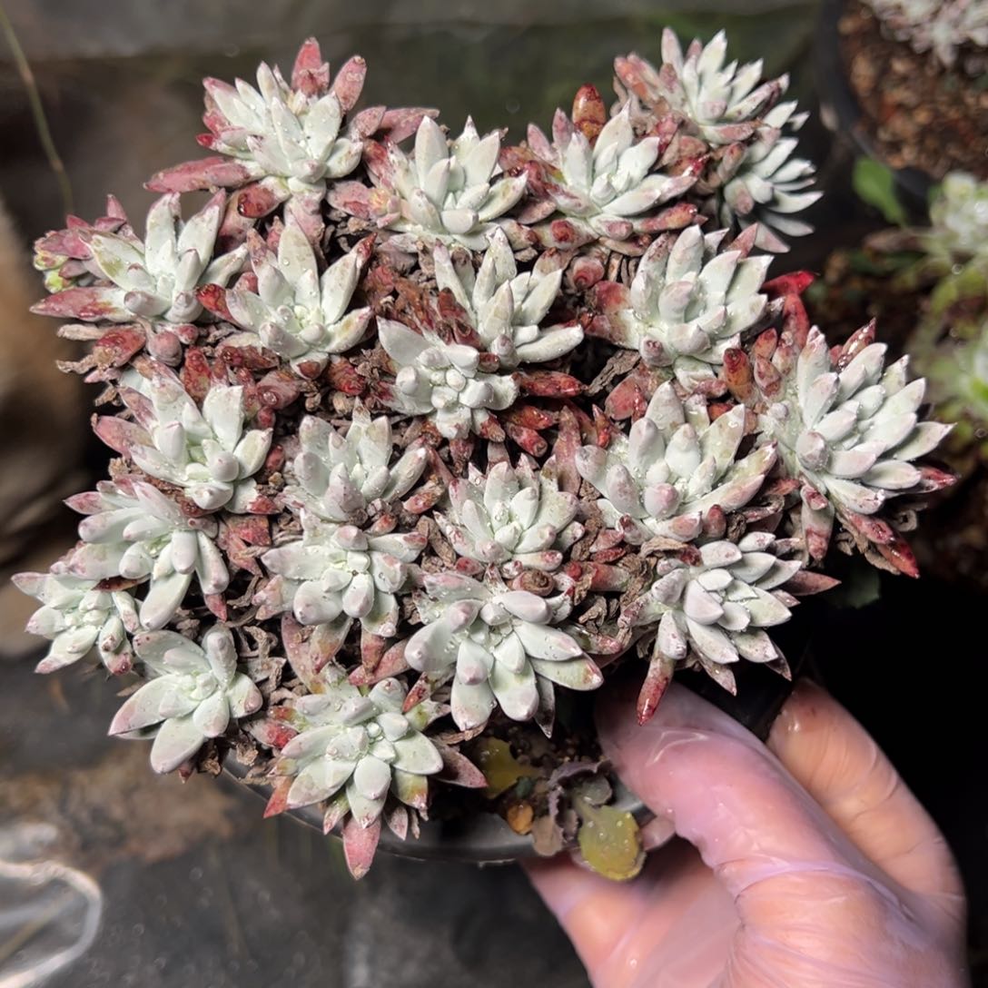 1485雪花哈哈哈哈哈哈哈哈哈