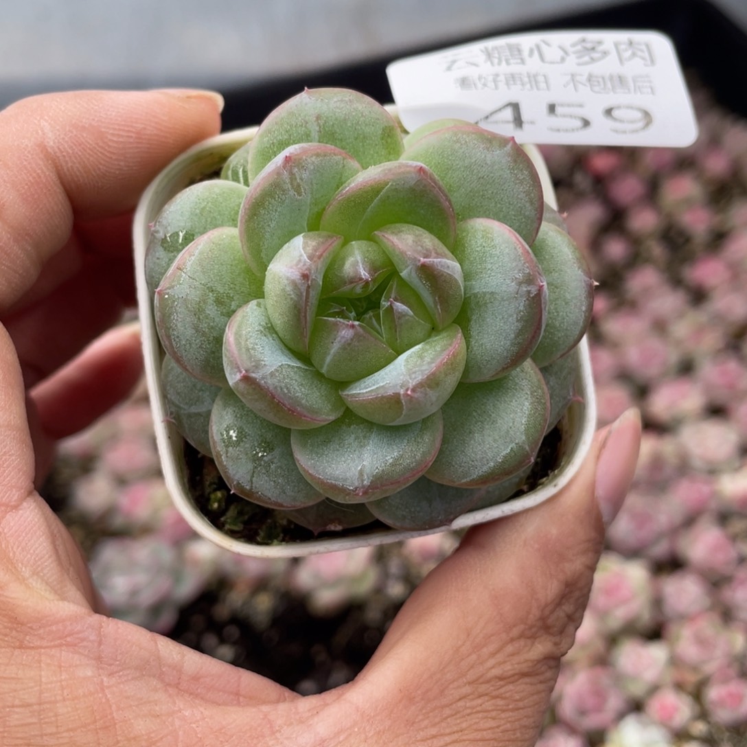云糖心多肉植物459