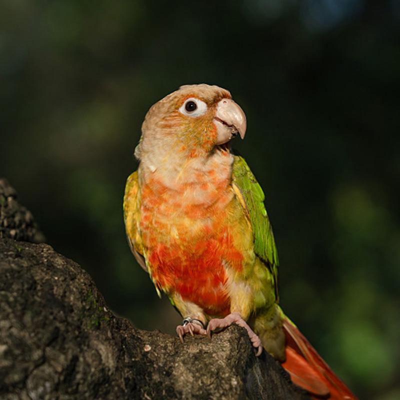 02手养鹦鹉鸟宝顺丰包邮
