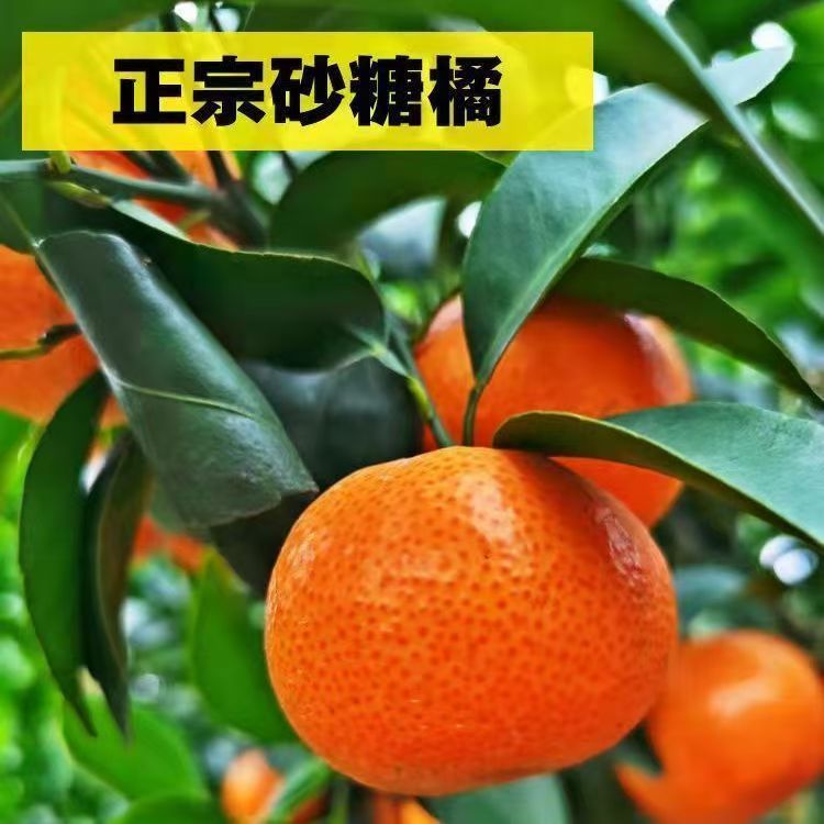 【只发新疆】正宗广西沙糖棉桔2.9KG冰糖桔新疆包邮
