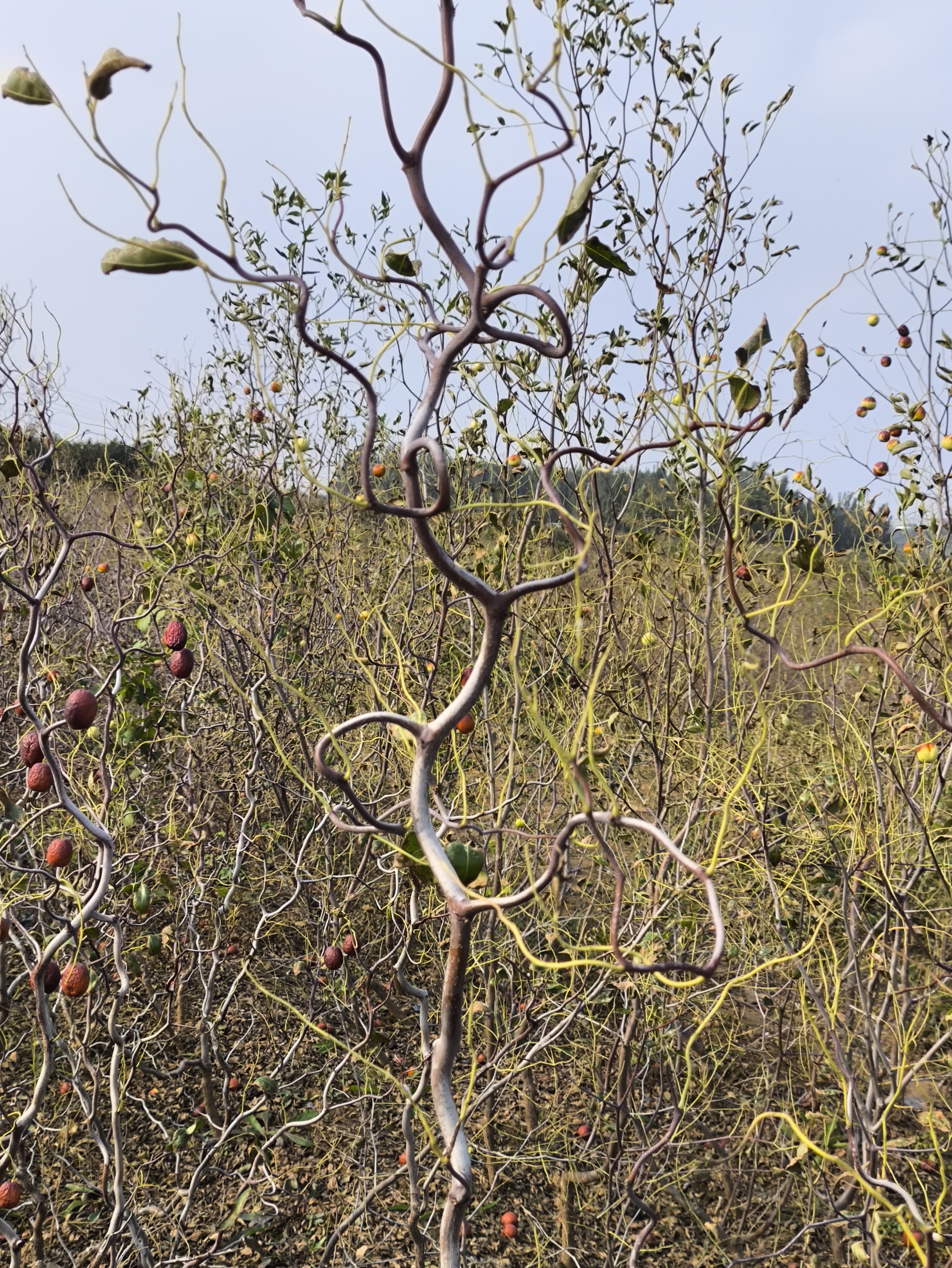 耐寒景观果树龙须枣树盆栽地栽均可自然优美树形奇特果子好吃，