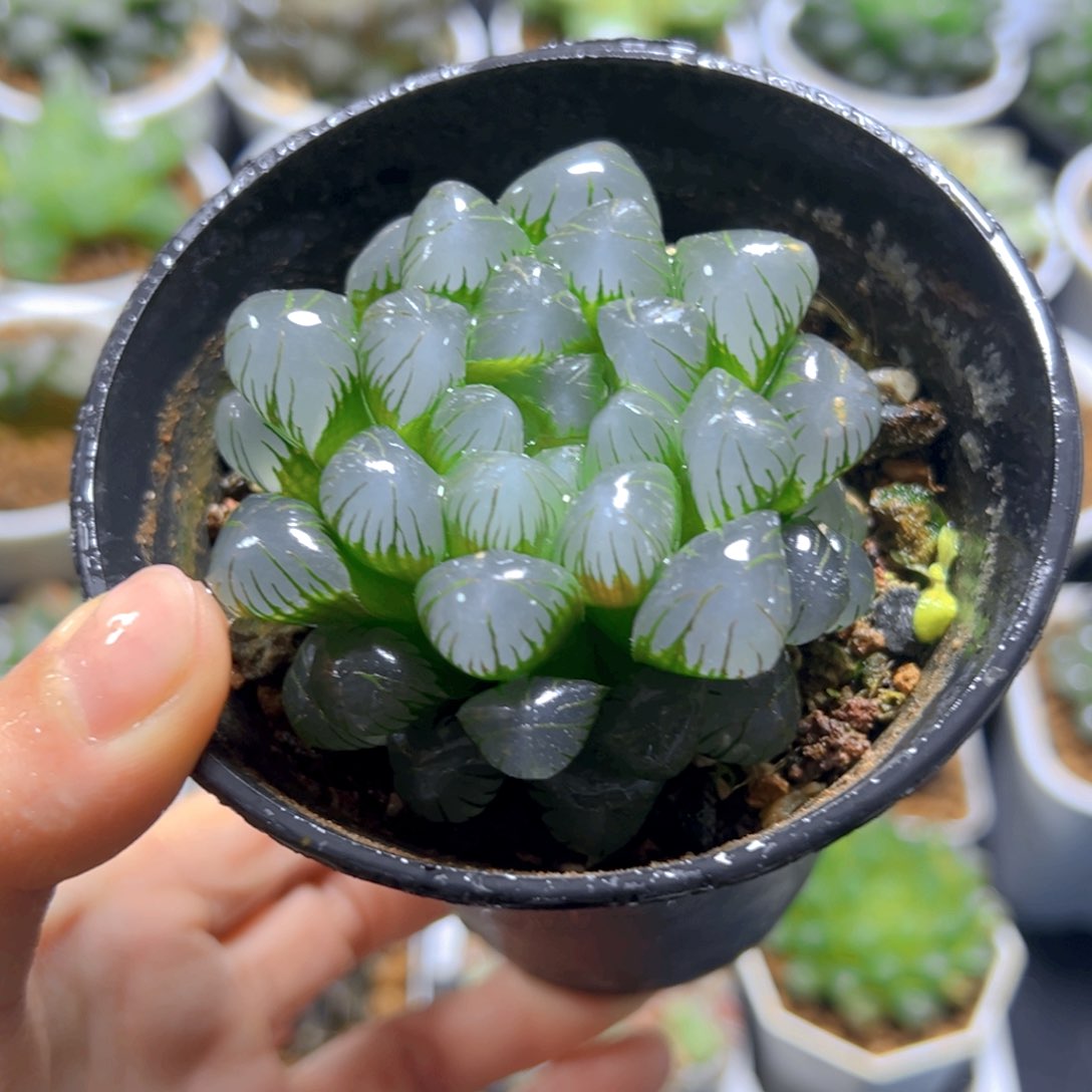 万象盆冰灯玉露多肉多肉