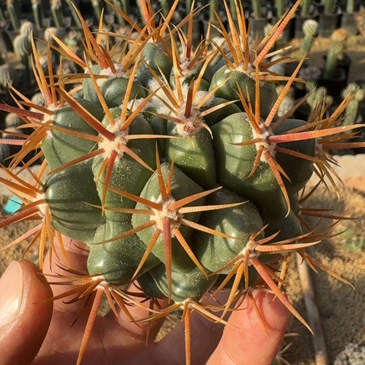 龙眼丸有根66666666