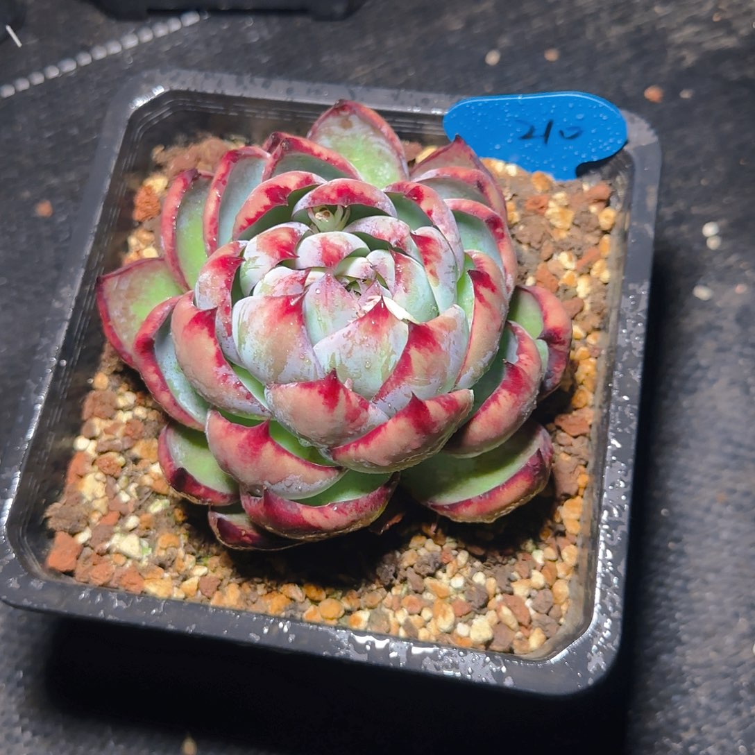 210号惊鸿仙子一物一拍
