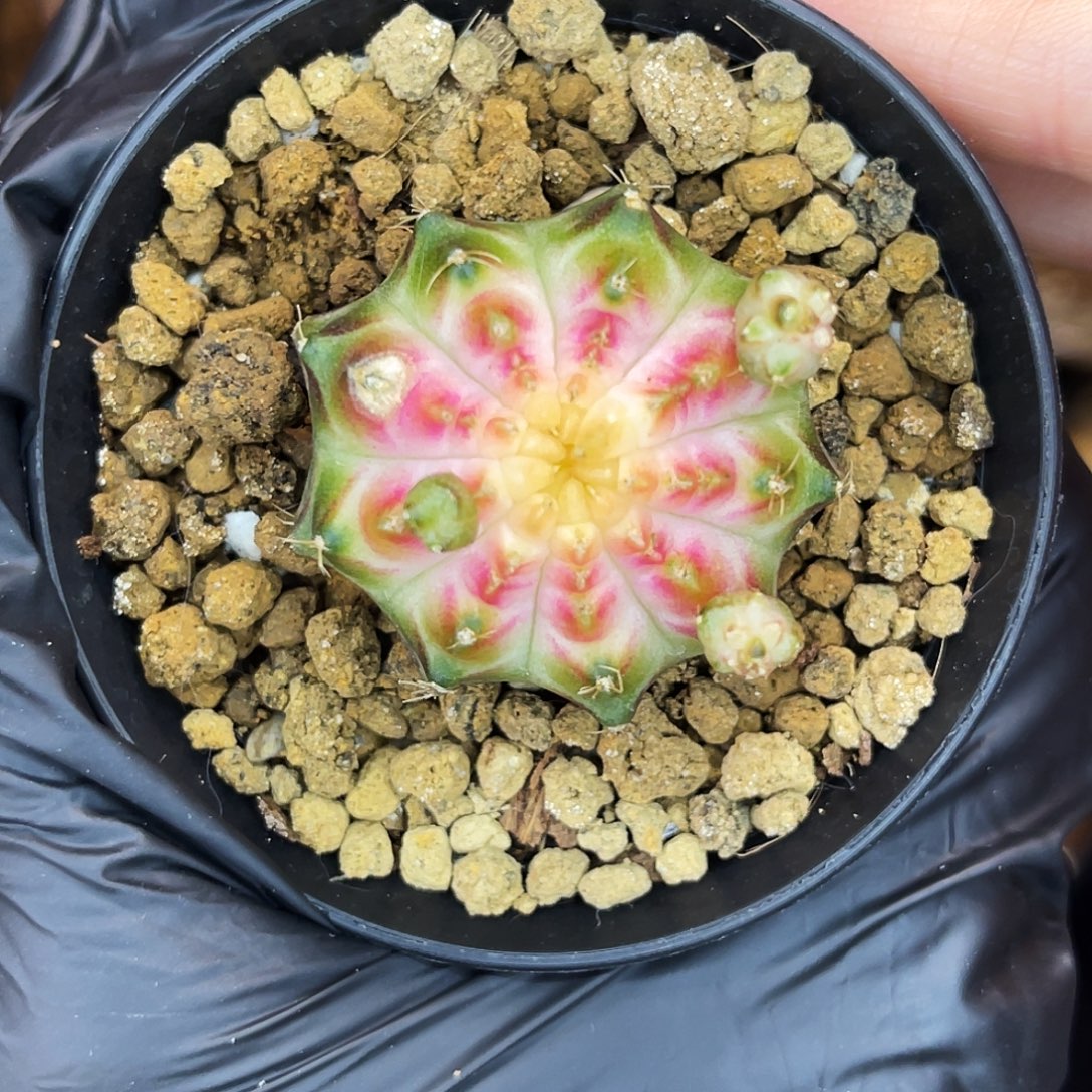 貘轮回 一物一拍 