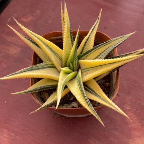 琉璃殿锦11仙人球