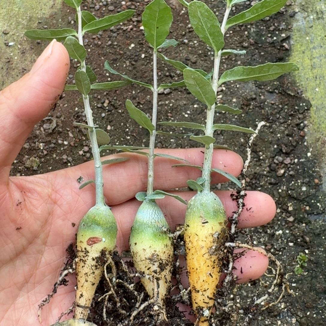 火星人1颗量拍多肉植物