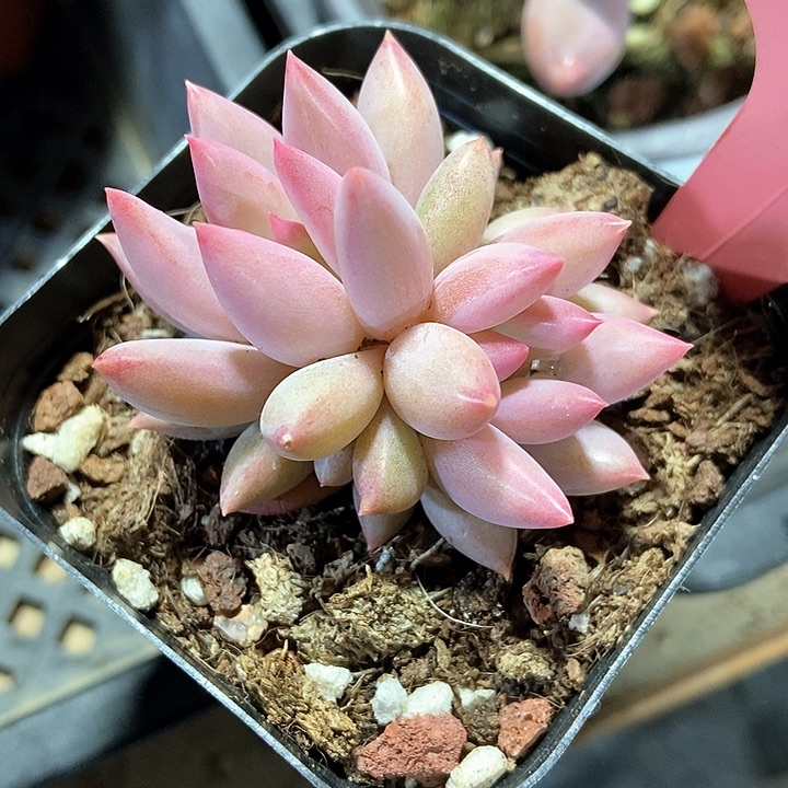 多肉虞美人837多肉