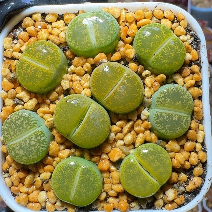 生石花211222。   267