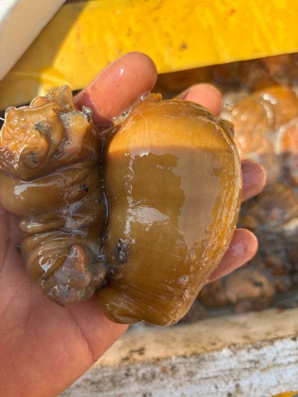 大连野生海葵顺丰包邮