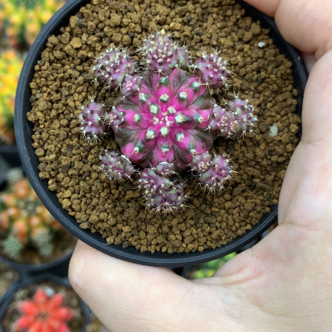 仙人球米哈牡丹花