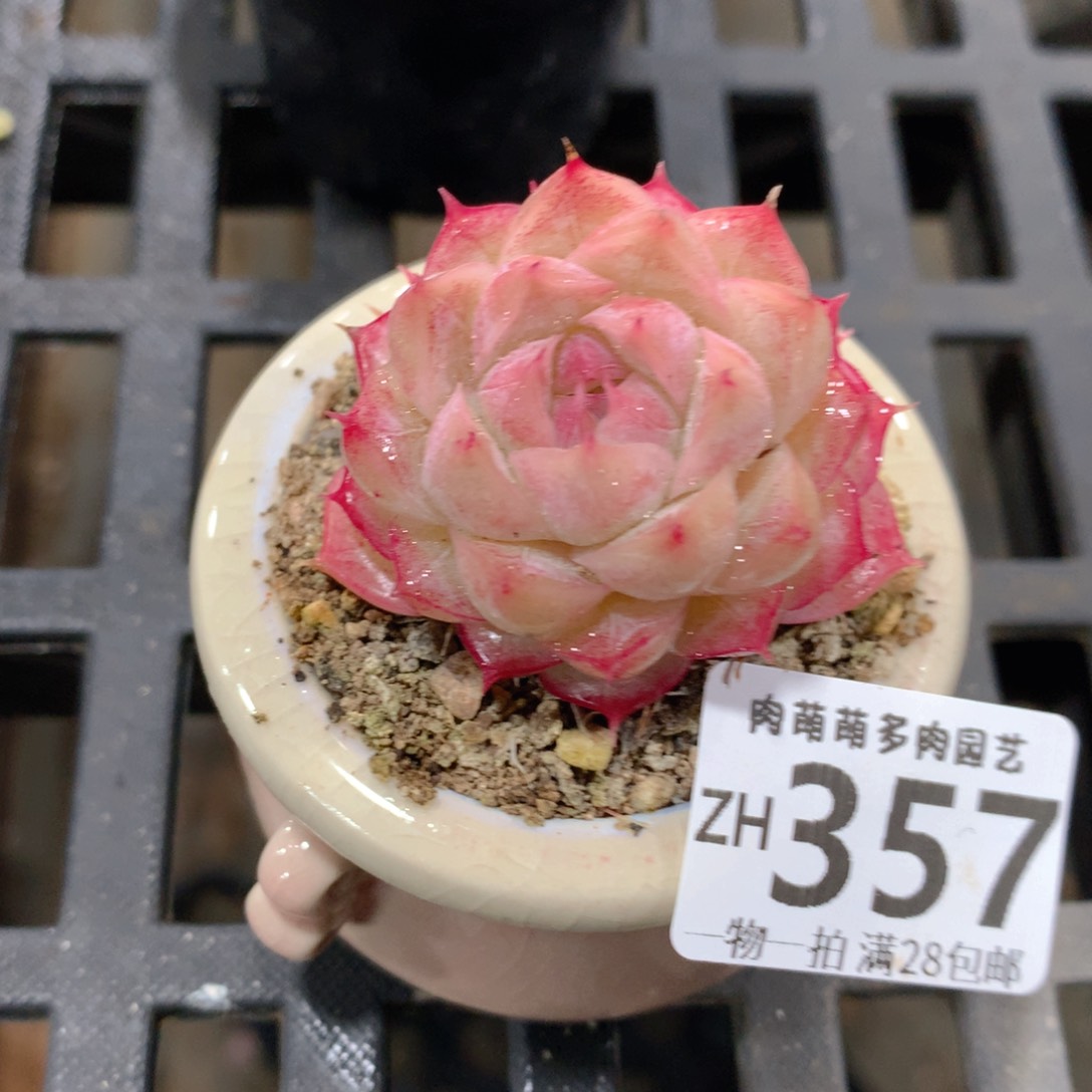 肉萌萌拇指盆精控多肉ZH357