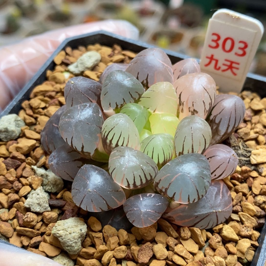 303号冰灯玉露锦带盆