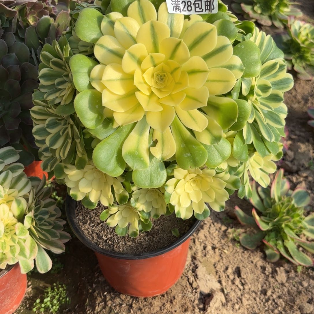 K.    6627悉尼亚多肉