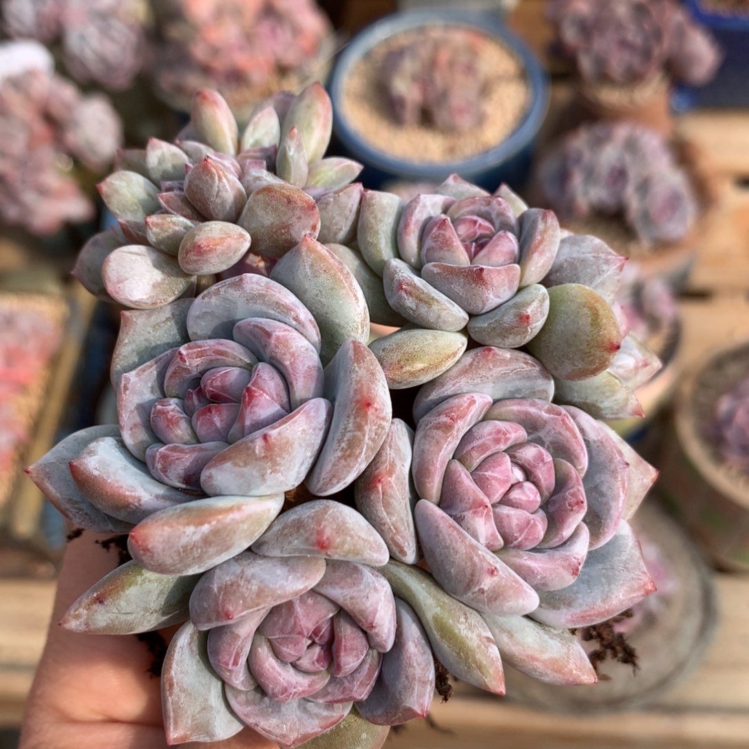 漫***慢漫 专拍星影石榴籽2