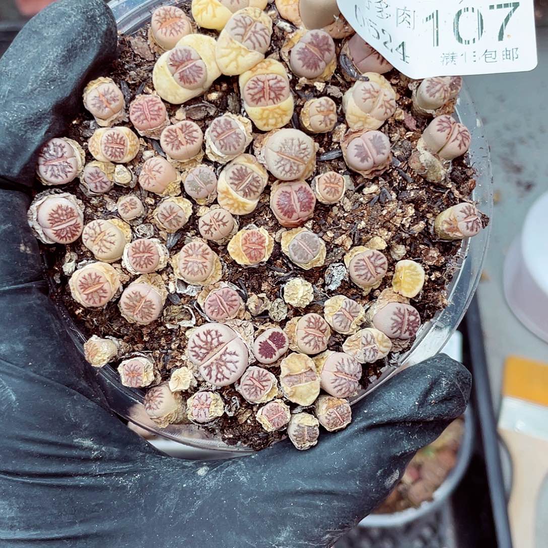 郎哥多肉0524-107