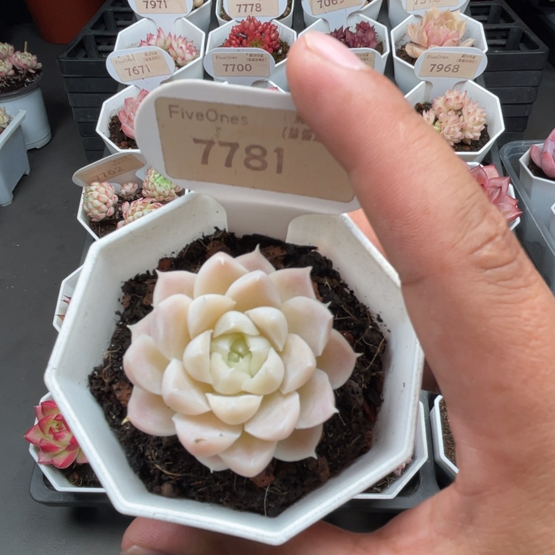 7781白月影 4.8厘米