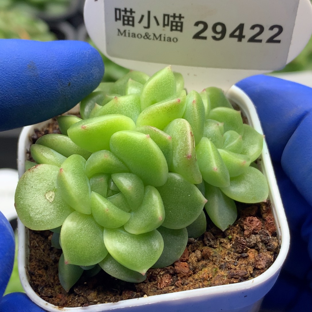 多肉植物杂交珍妮