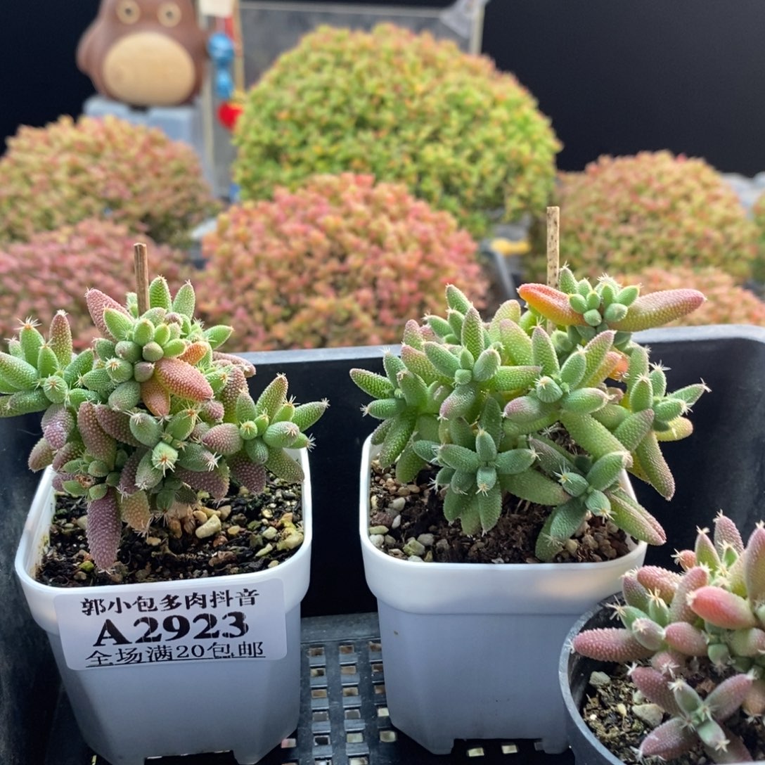 椰****实生玉米组合2923