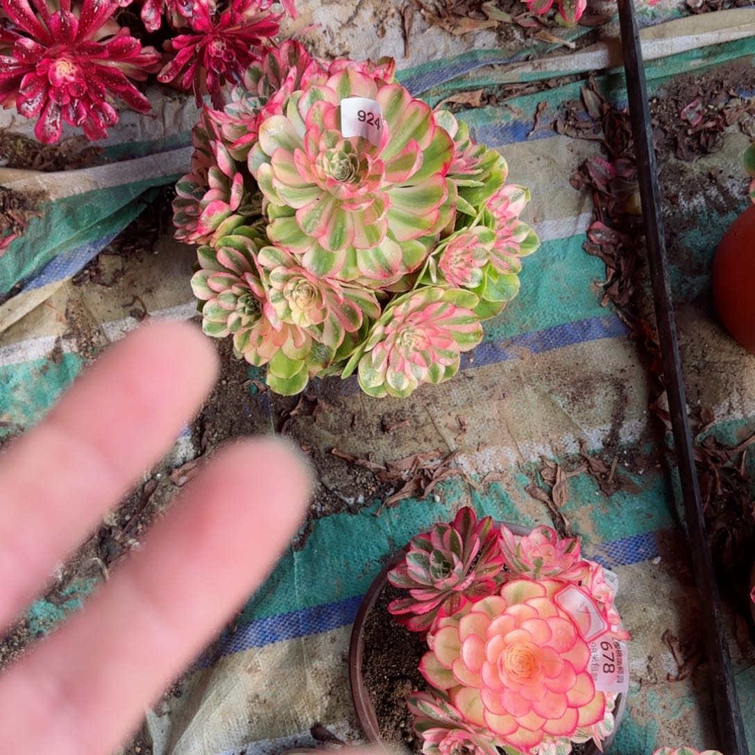 ?***爱荔枝法师多肉924寄养