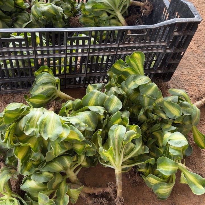 暴君暴君暴君暴君