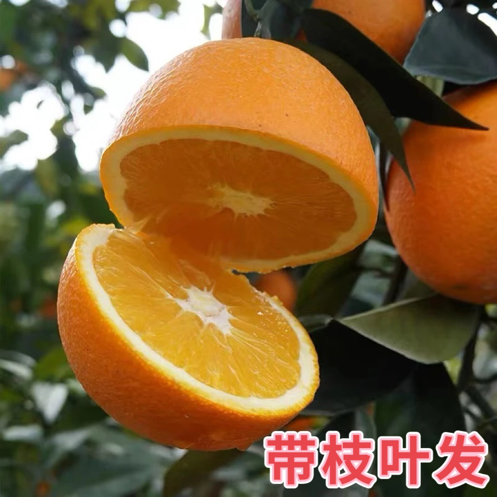 【带枝叶发】赣州正宗赣南脐橙带箱10斤装应季新鲜水果江西当季橙子