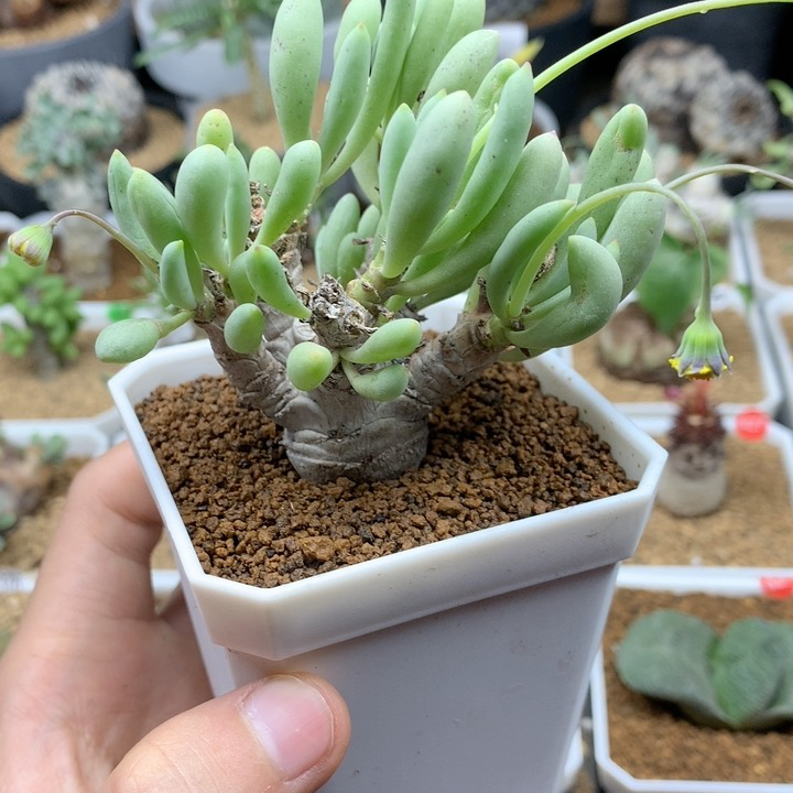 老桩卡拉菲厚敦菊脱土