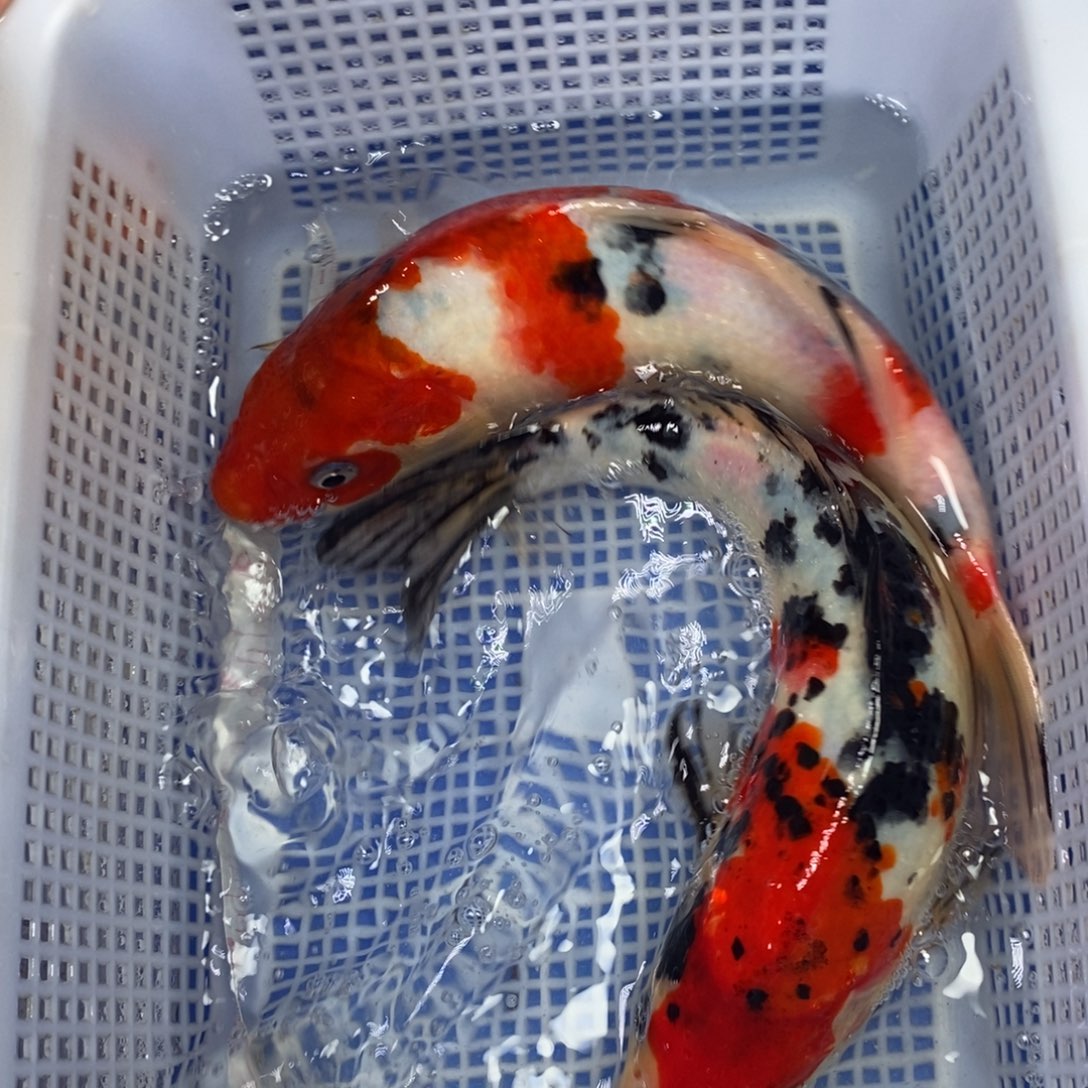 锦鲤冷水锦鲤包邮