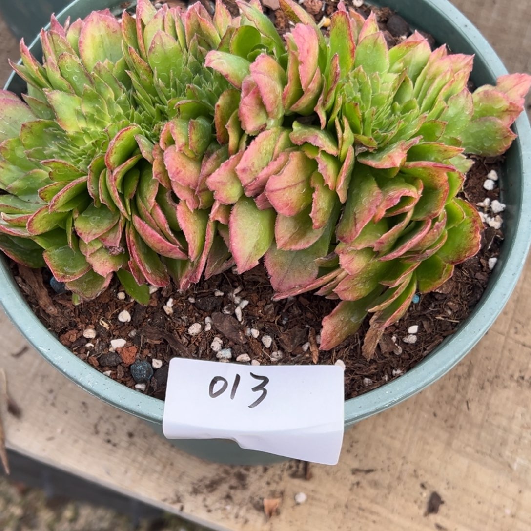 大***勇013多肉法师玲珑缀一个