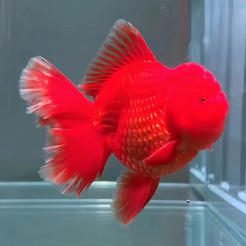 精品泰狮 适合家养