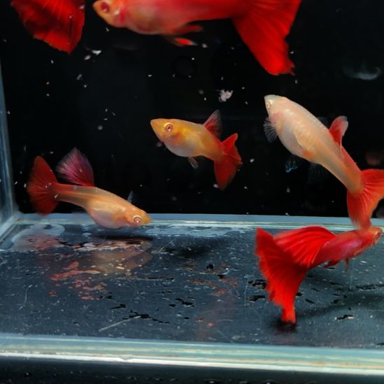 孔雀鱼清缸微瑕新加蓝红尾三对