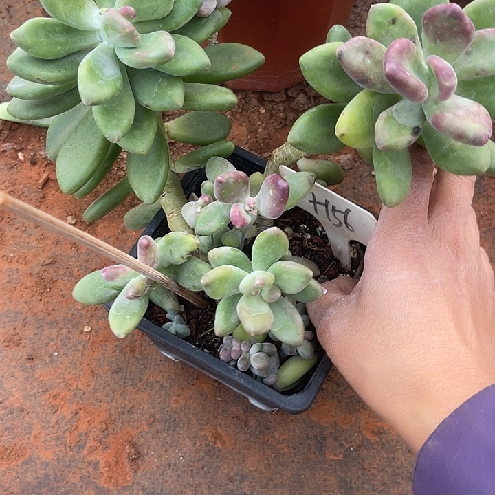 两单包邮，一物一拍156微瑕