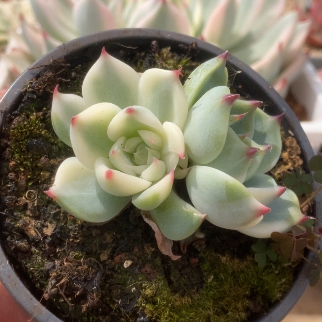 054锦锦锦锦锦锦锦锦锦