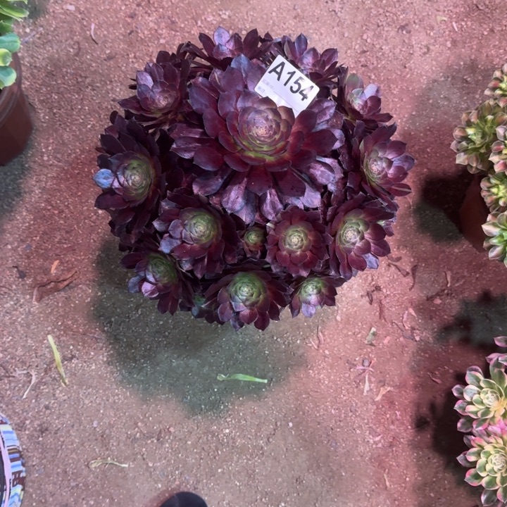 L***l黑美人154多肉植物