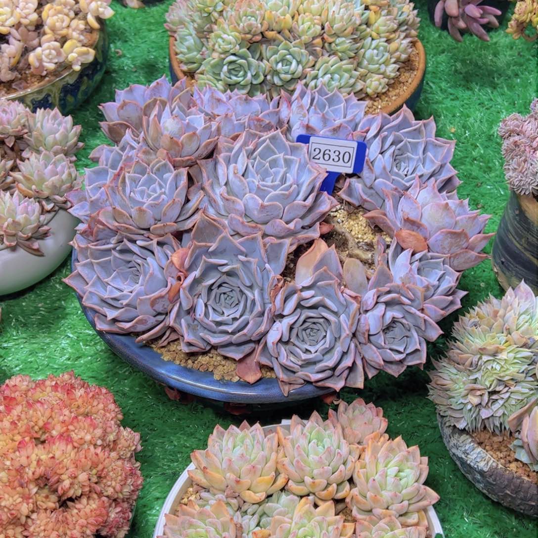 露西娜2630多肉植物