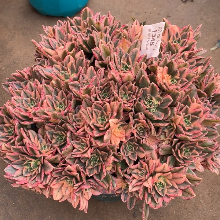 1345甜茶多肉植物