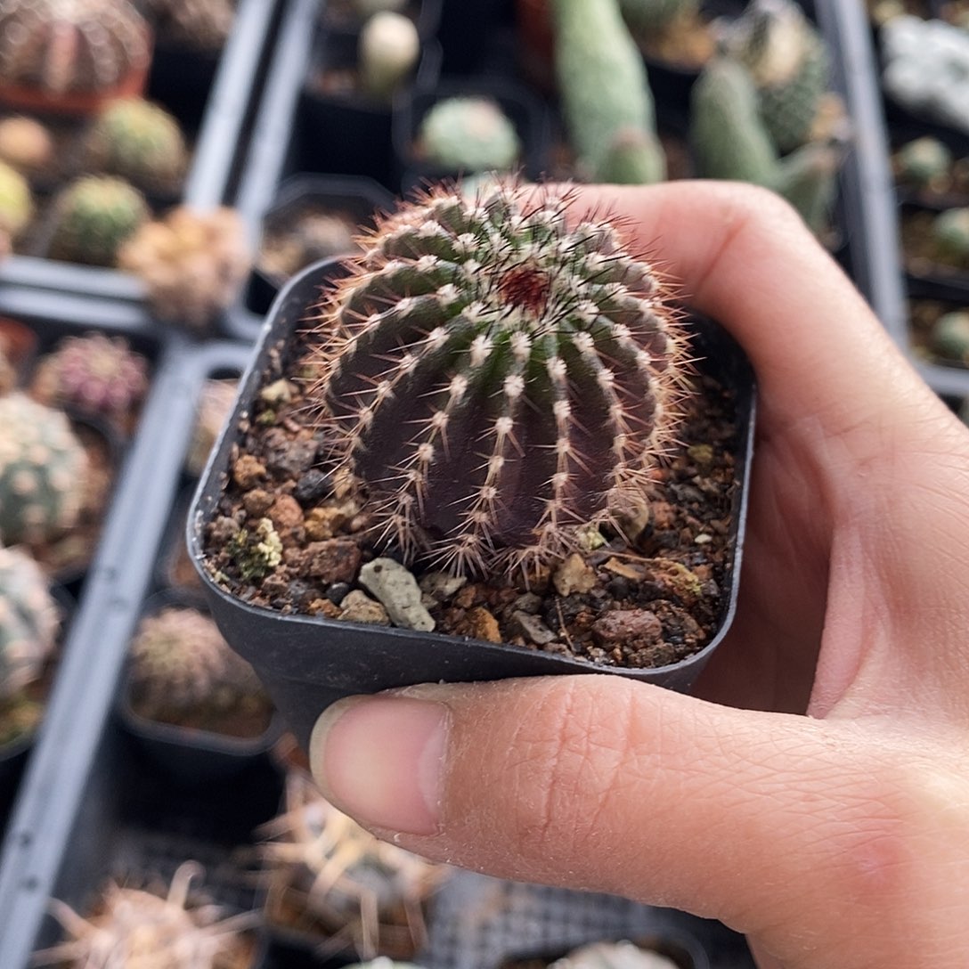 花花草草花花草草