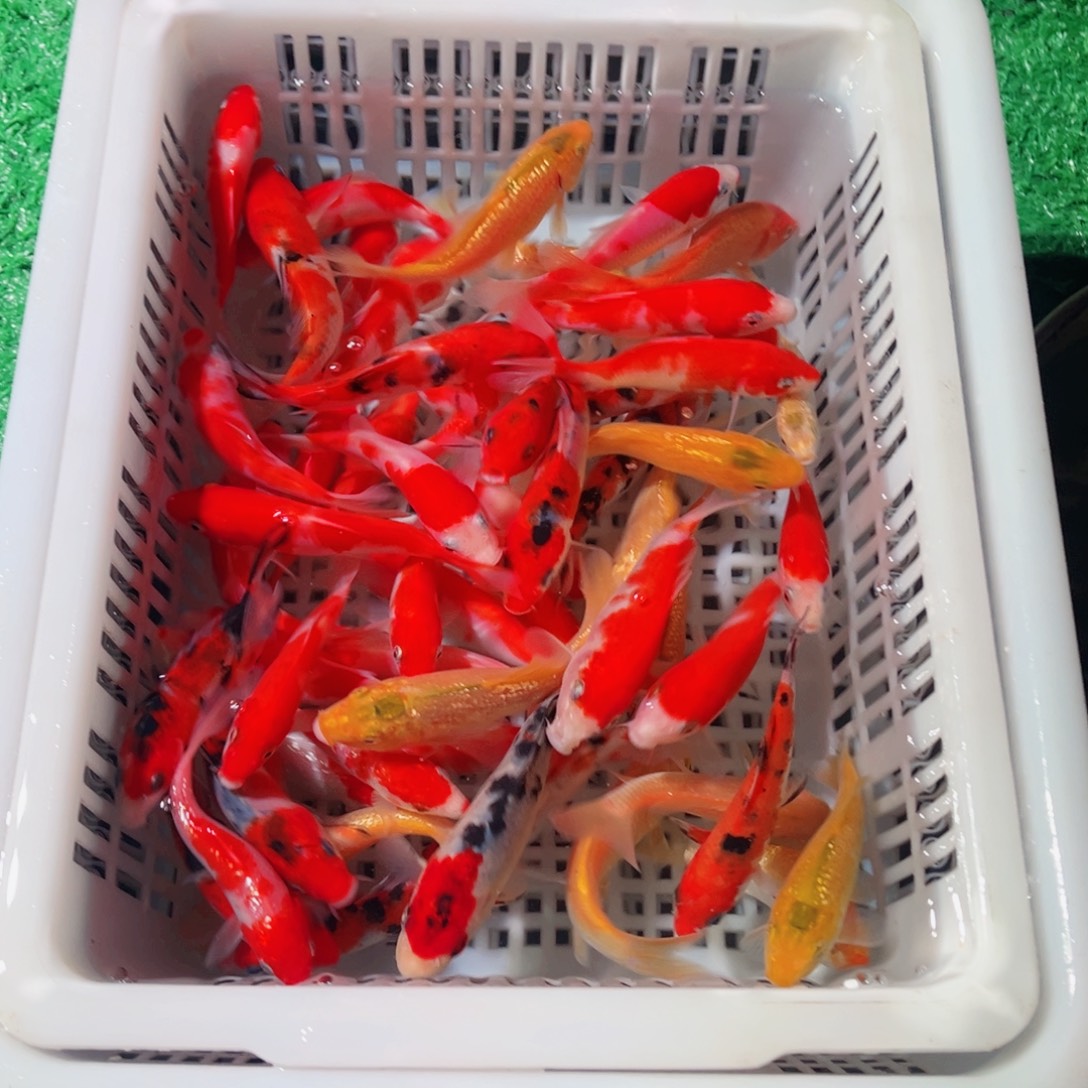 锦鲤锦鲤观赏鱼6666