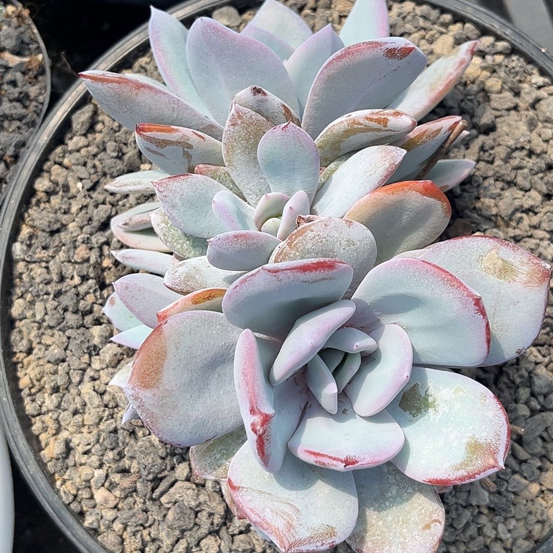 程成多肉植物奶茶